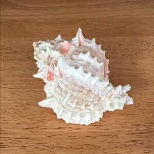 Seashell Pink Murex - Pink and White